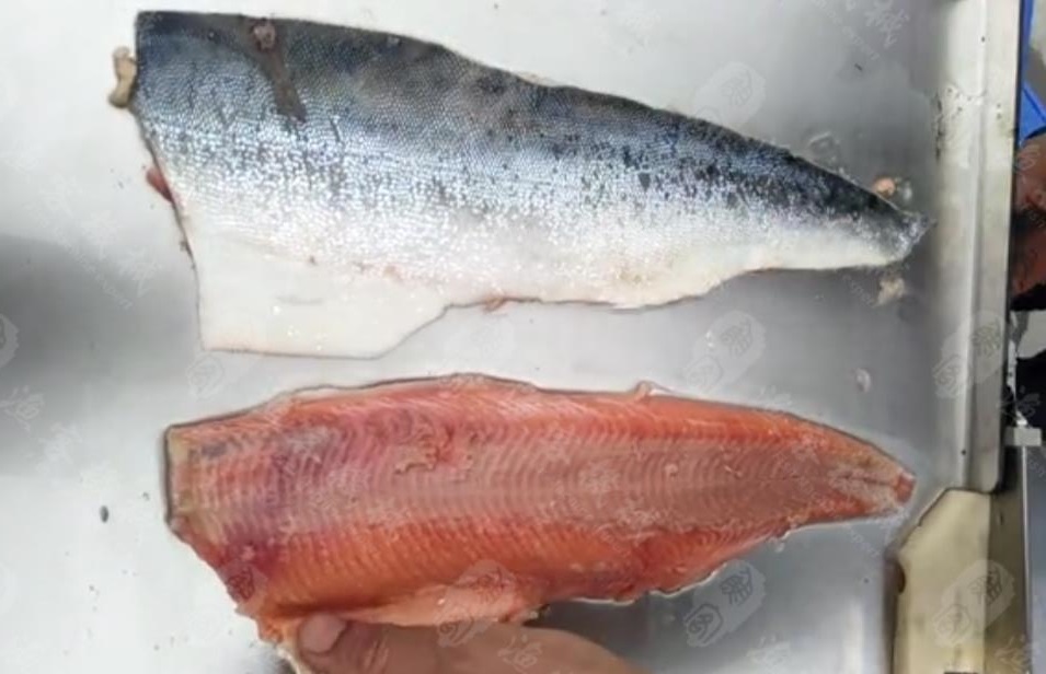 魚(yú)類去皮機(jī)試機(jī)視頻-------三文魚(yú)去皮
