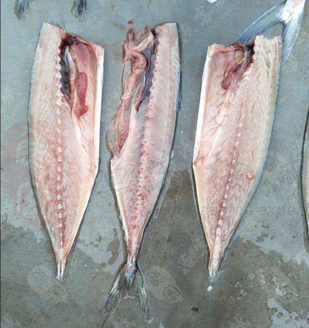 鲅魚(yú)三枚開(kāi)片