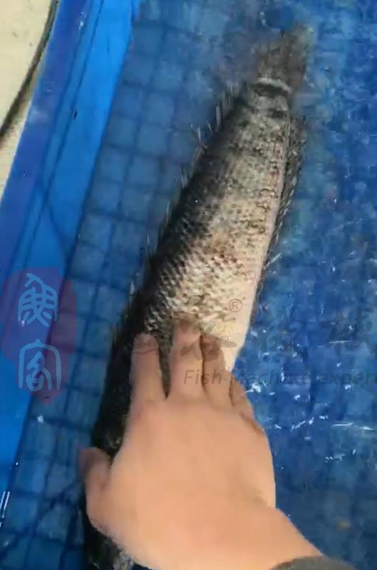 高壓水去鱗機(jī)試機(jī)視頻---黑魚(yú)去鱗
