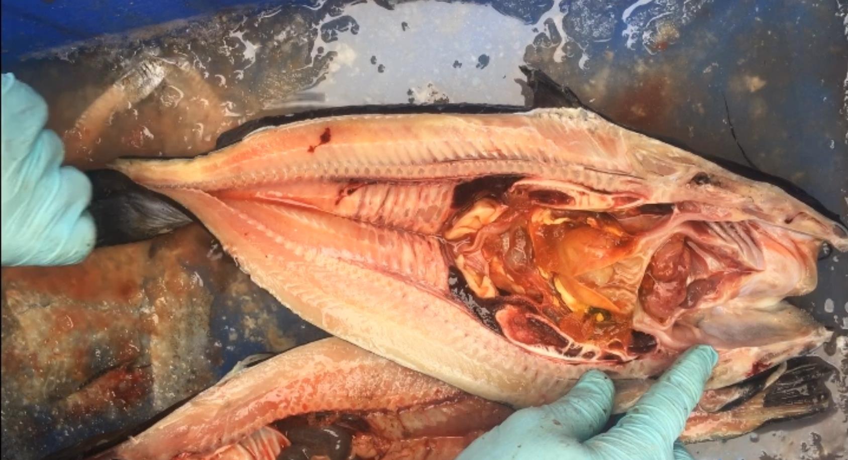 鮰魚(yú)開(kāi)背機(jī)----鮰魚(yú)開(kāi)背實(shí)拍視頻